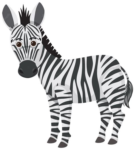 zebra dübendorf|Zebra Dübendorf